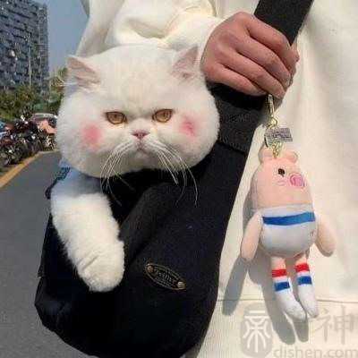 另类新颖的宠物奇葩名字大全又二又好听