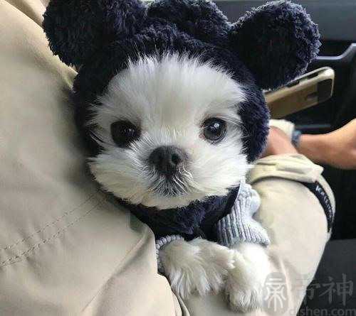 机灵捣蛋宠物狗取的名字花里胡哨
