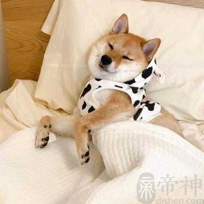 自然亲切的宠物狗的名字是主人的珍宝