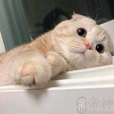 有韵味的文艺的宠物名字一点也不大众化