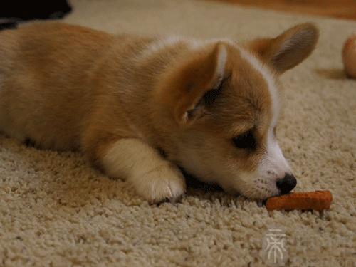 宠物店名字大全