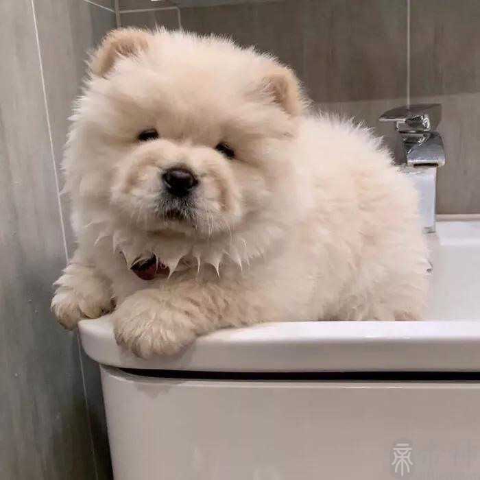 彪悍个性的宠物名字比较沙雕