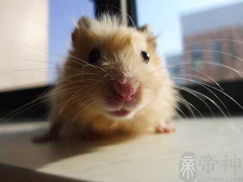 最新2016好听又好记的微店名字大全