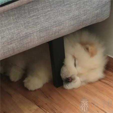 搞笑幽默的宠物起名字怎么起