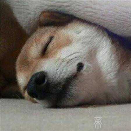 细腻有品位带宠物的名字大全有趣