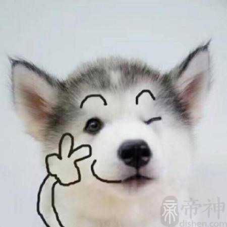 善良安静娇气可爱宠物的名字