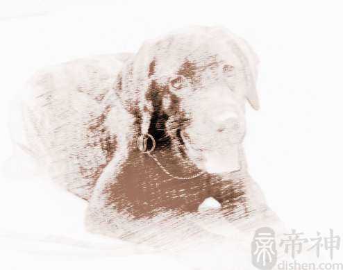 黑不溜秋的狗叫什么名字好听
