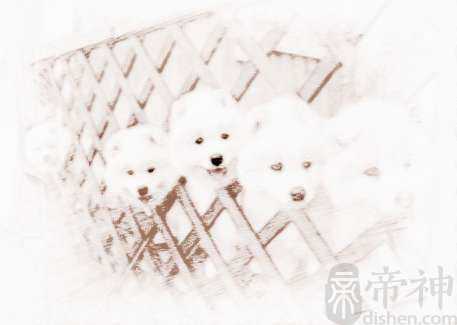 萨摩取什么名字好听最萌