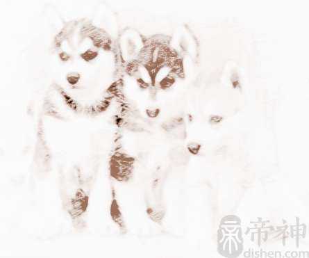 宠物狗狗名大全霸气的