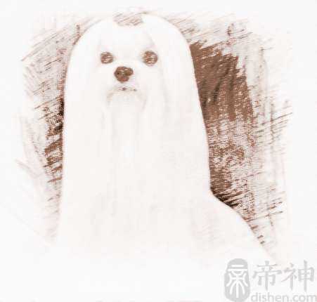 宠物狗狗名字独特的