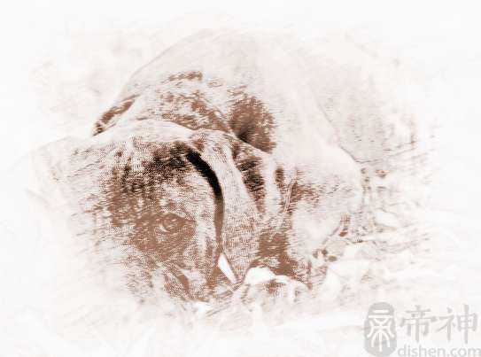 给狗狗取什么名字好听呢