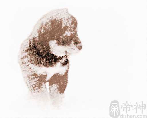 小黑狗取什么名字好