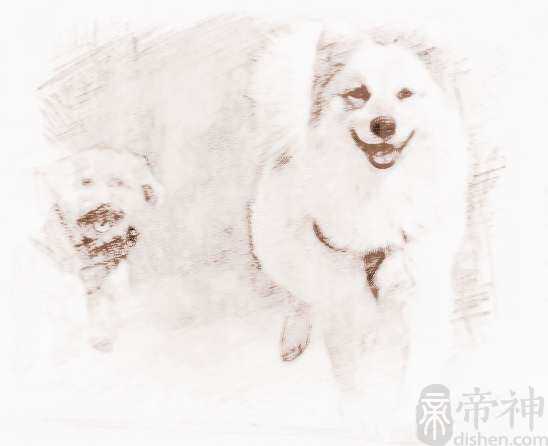 宠物狗名字哪些好听