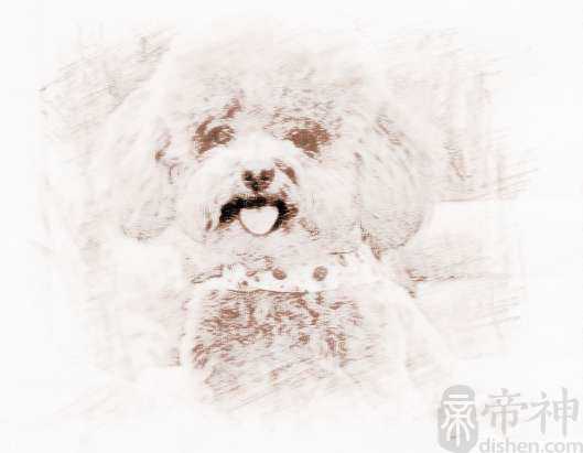 贵宾取个可爱的名字