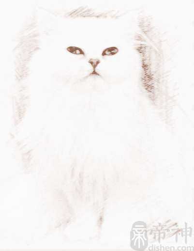 给波斯猫起个英文名字