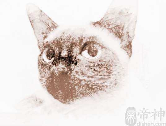 暹罗猫叫什么好听