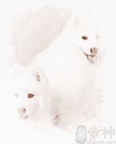 狗狗名字独特的