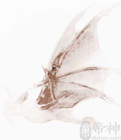 宠物个性名字游戏