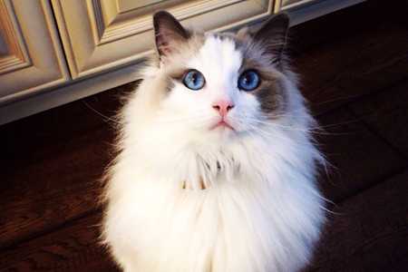 最适合AB型血君养的猫