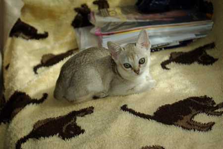 最适合B型血君养的猫