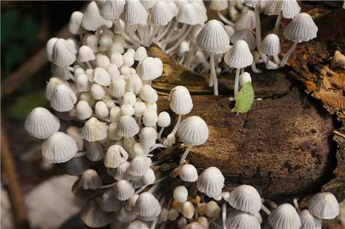 AB血型双子座的事业观