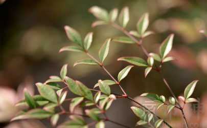 86年虎是什么命呢 六十甲子纳音的炉中火命