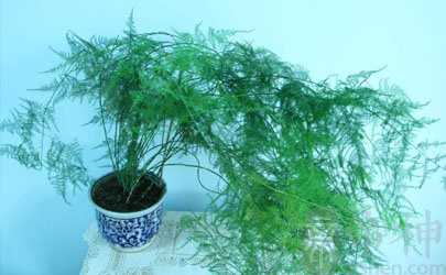 1986年女人属虎是什么命 财运不错的火虎命