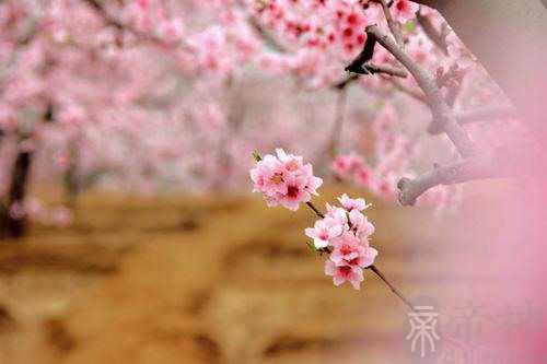没有正桃花的人会是什么样的_子非鱼师傅跟你讲解