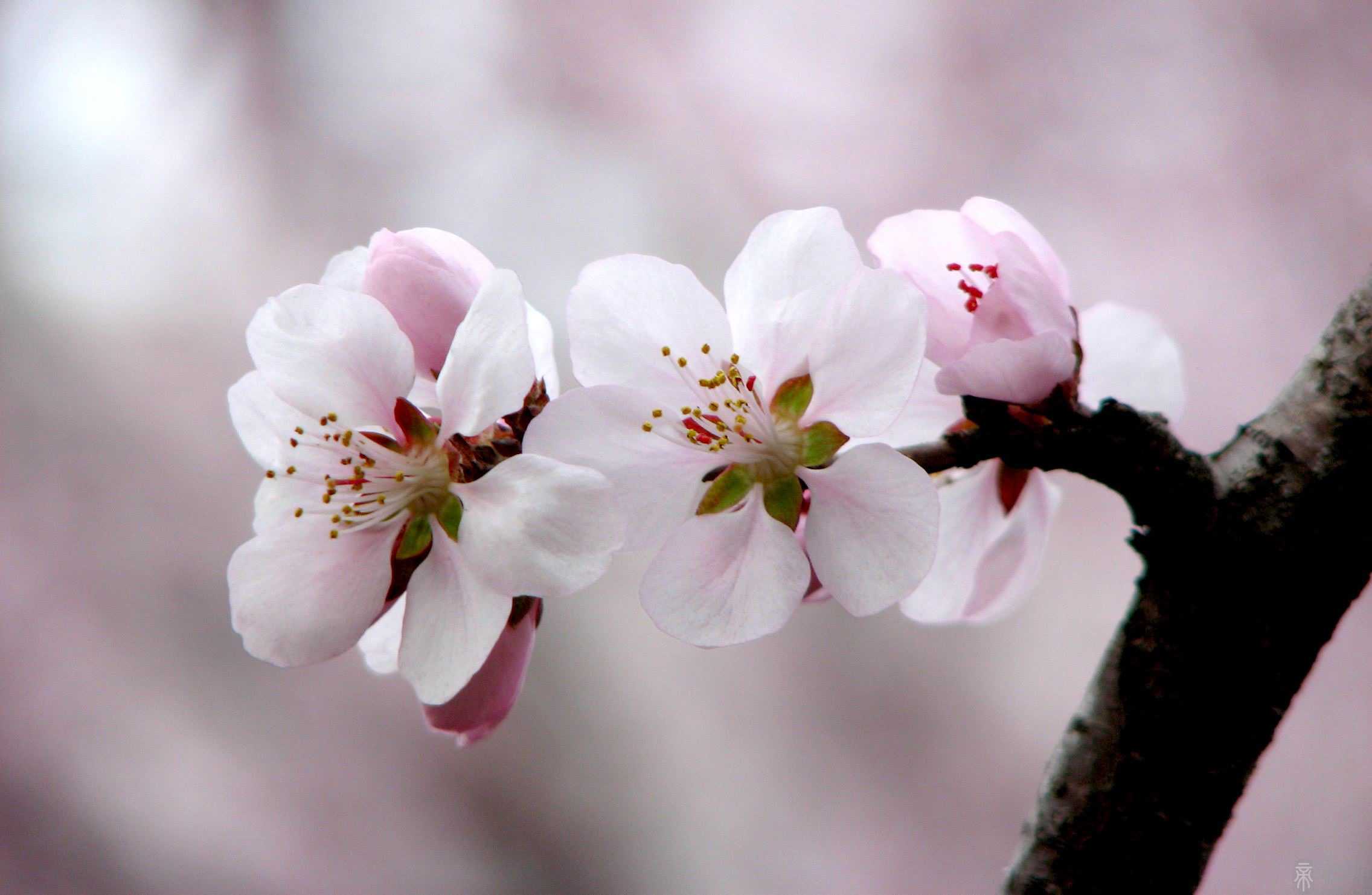 从八字来看什么样的桃花碰不得_子非鱼师傅跟你讲