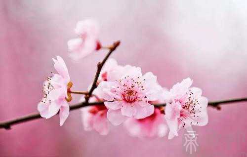 八字看你是否命中带桃花_子非鱼师傅跟你讲解