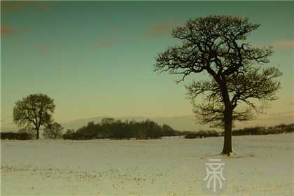 两个食神为什么好 食神在哪一柱好