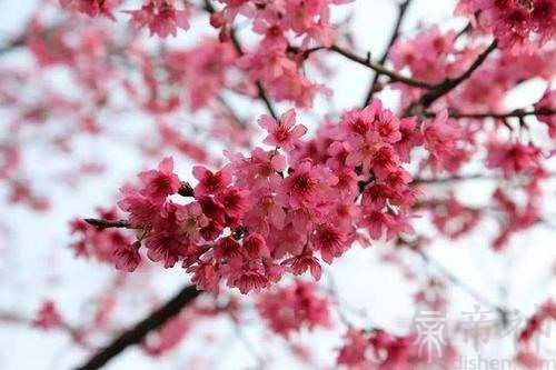 怎么化解桃花劫