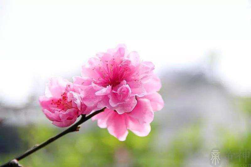 怎么改善桃花运