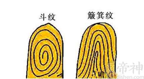 手指指纹算命图解，10手指指纹解析