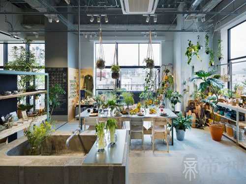 哪种旺财植物适合你，利用坐车习惯测测吧