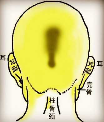 骨相学图解大全之连环背枕骨