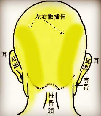 骨相学图解大全之左右撒插骨