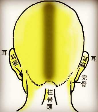 骨相学图解大全之炁悬针骨