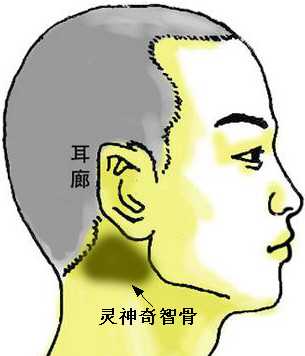 骨相大全——灵神奇智骨，骨相图解：灵神奇智骨