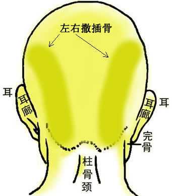 骨相大全——左右撒插骨；骨相图解：左右撒插骨