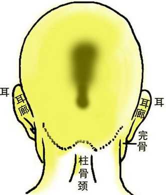 骨相大全——连环背枕骨 骨相大全——连环背枕骨