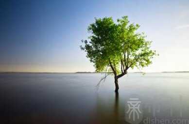 植树测你的财富意识