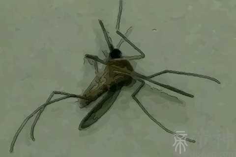 梦见打死蚊子