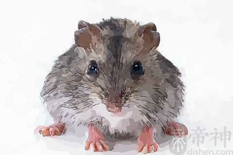 梦见大老鼠咬人