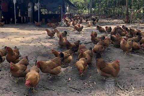 梦见抓到了一只鸡