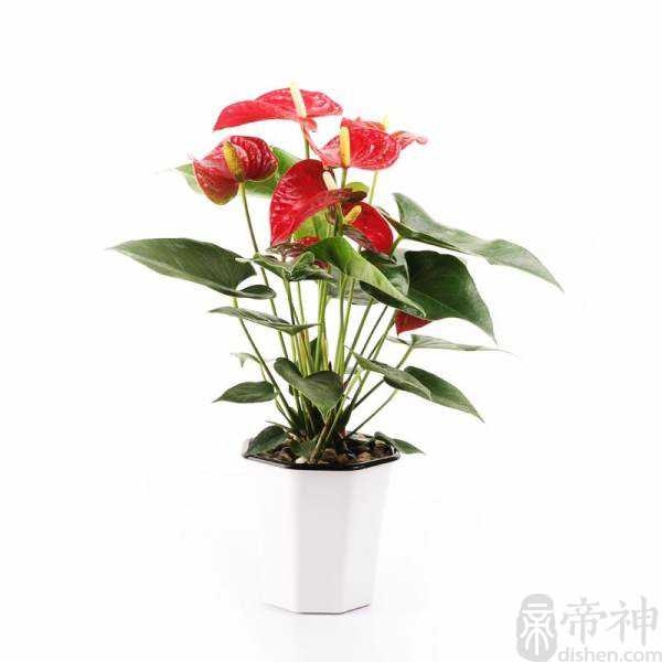 做生意买什么绿植招财