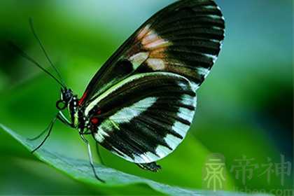 什么图案的被罩好风水图片