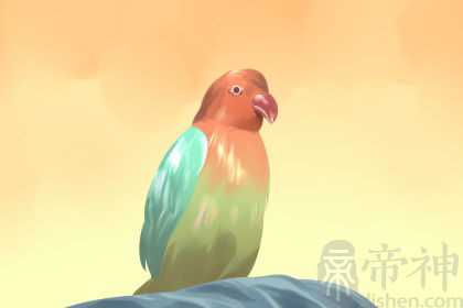 女人梦见漂亮的鸟意味着什么