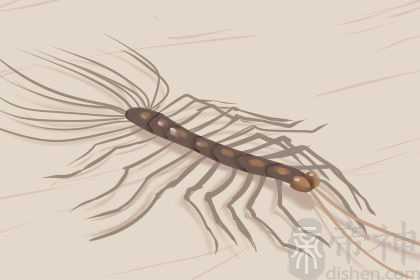 女人梦见虫子钻进肉里 预示什么