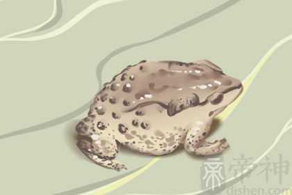 梦到成群的蛤蟆预示什么